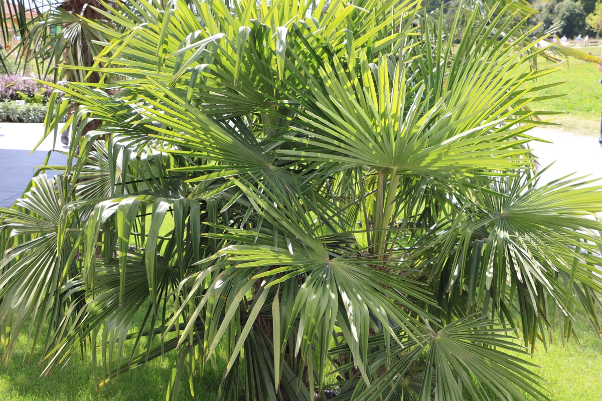 Chinesische Hanfpalme, Trachycarpus fortunei