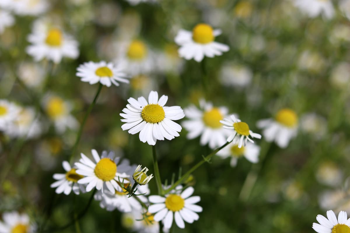 Kamille (Matricaria chamomilla), Nachbar für Koriander