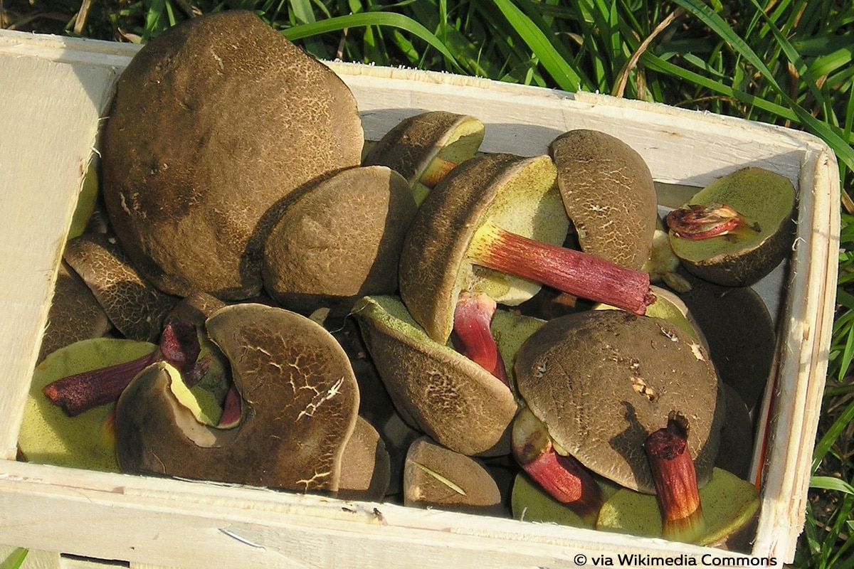 Echte Rotfußröhrling (Xerocomellus chrysenteron), Röhrenpilz