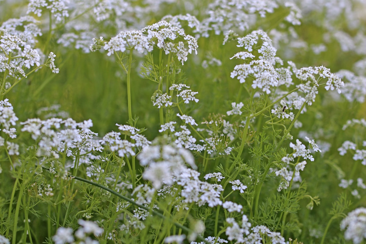 Echter Kerbel (Anthriscus cerefolium)