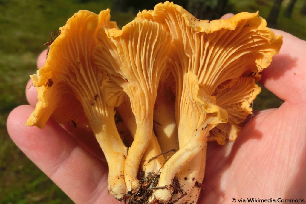 Echter Pfifferling (Cantharellus cibarius), Lamellenpilz