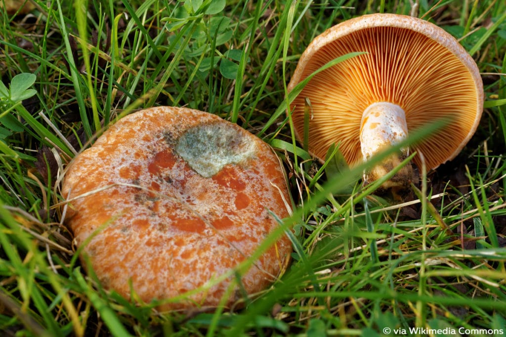 Edel-Reizker (Lactarius deliciosus), Lamellenpilz