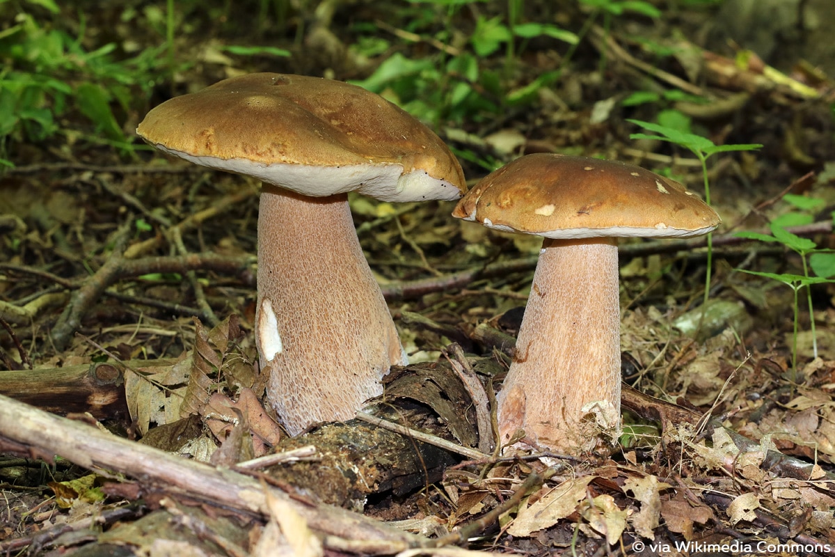 Eichen-Steinpilz (Boletus aestivalis), Röhrenpilz