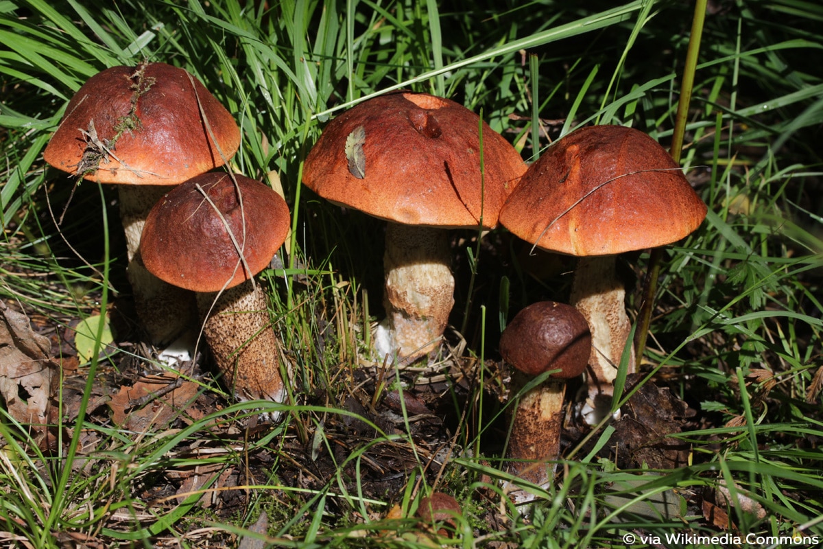 Eichenrotkappe (Leccinum aurantiacum)