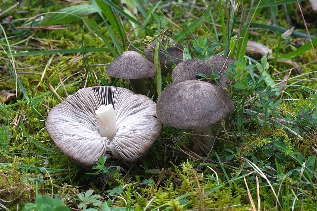 Erdritterling, Grauer Erdritterling (Tricholoma terreum)