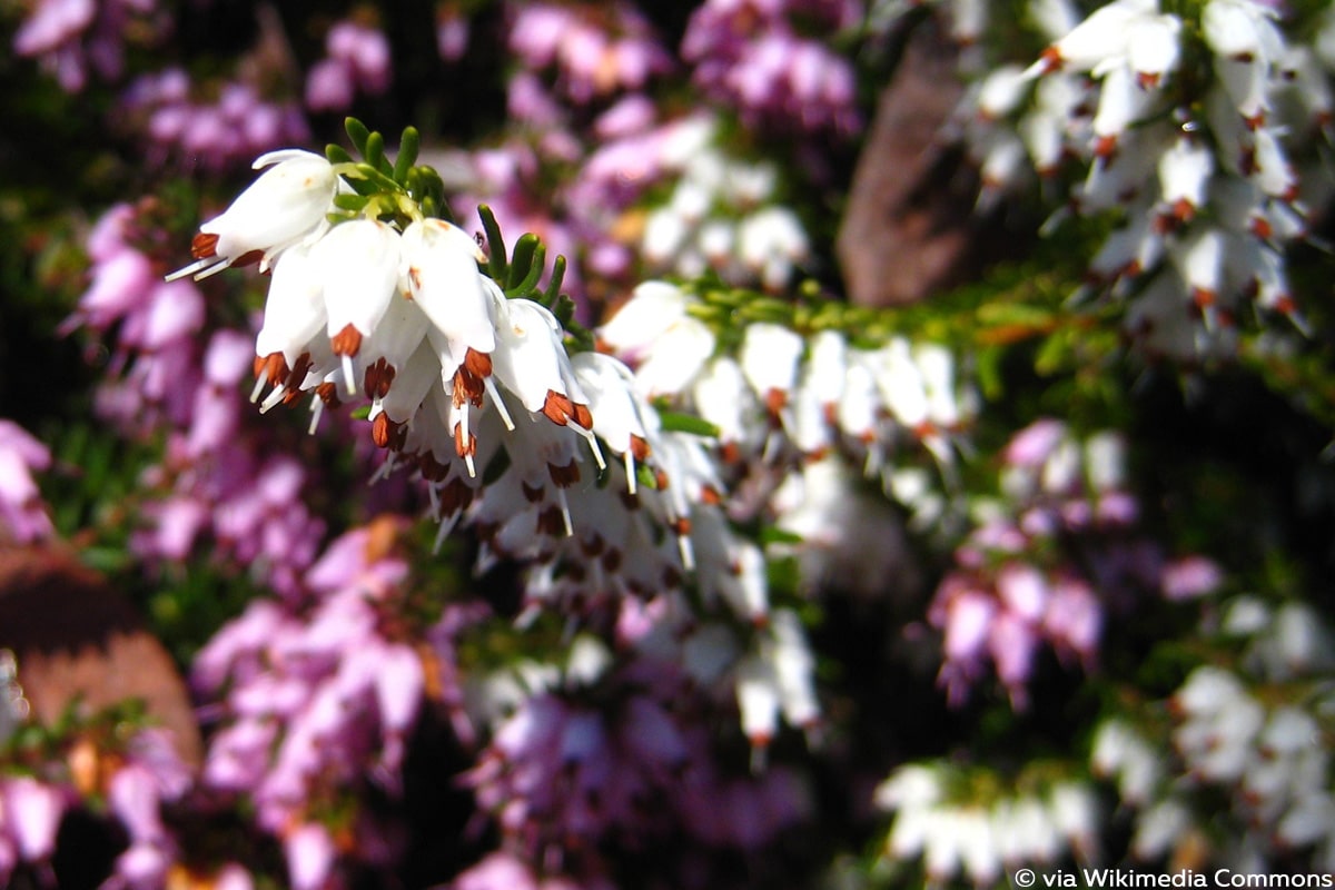 Erika Heide-Winterblüher (Erica x darleyensis)