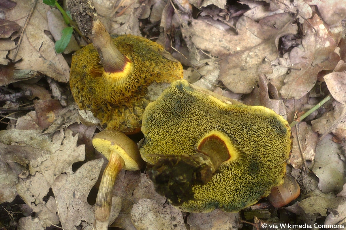 Falscher Rotfuß (Xerocomellus porosporus), Röhrenpilz