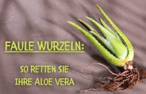 faule Wurzeln