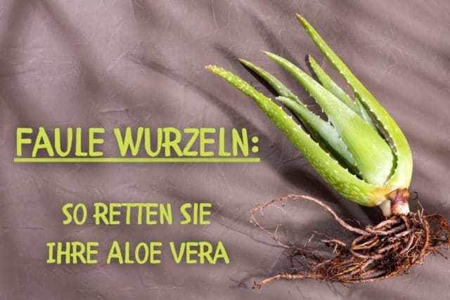 faule Wurzeln