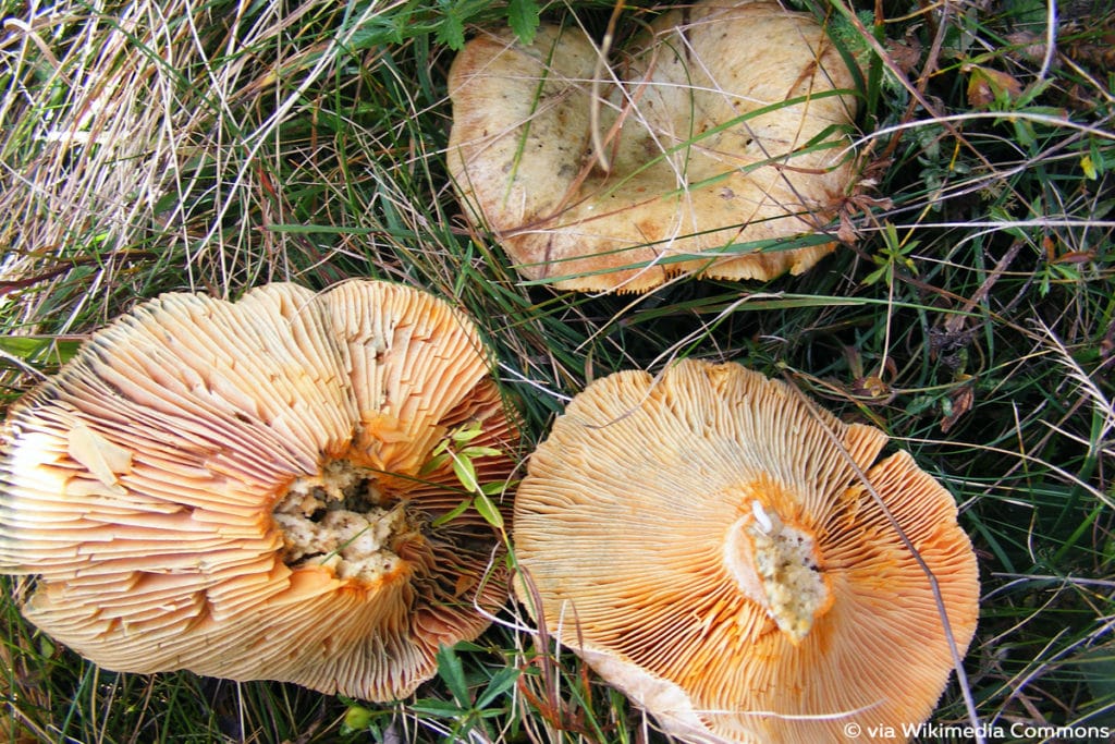 Fichten-Reizker (Lactarius deterrimus)