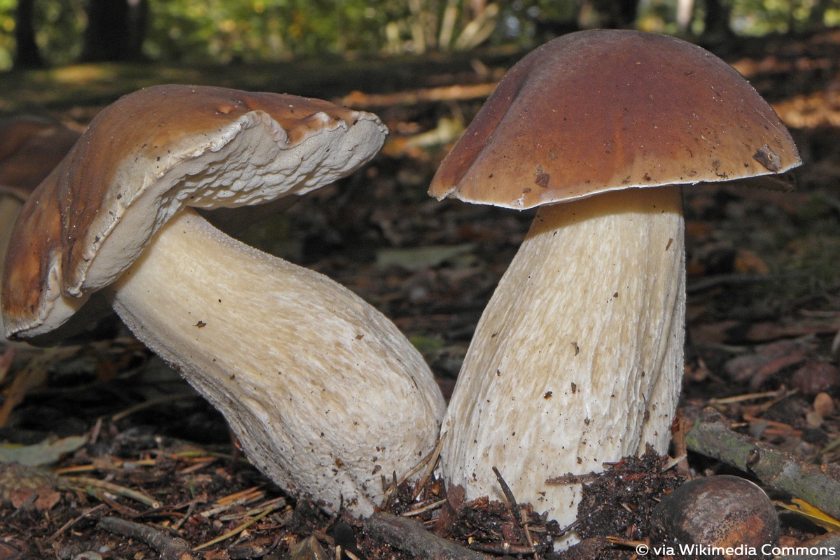 Fichten-Steinpilz (Boletus edulis)