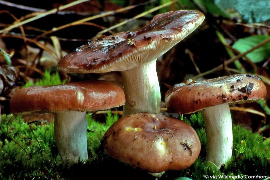 Fleischroter Speise-Täubling (Russula vesca)