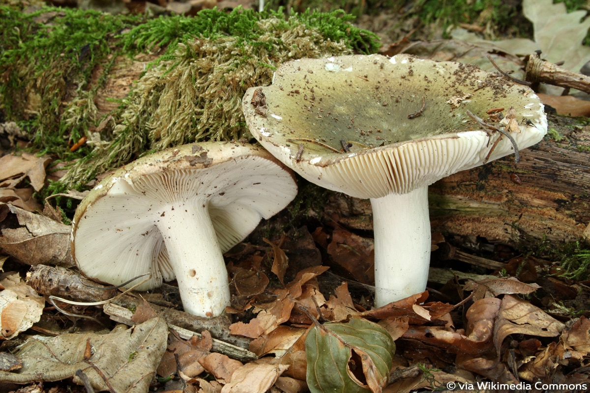 Frauentäubling, Violettgrüner Täubling (Russula cyanoxantha)