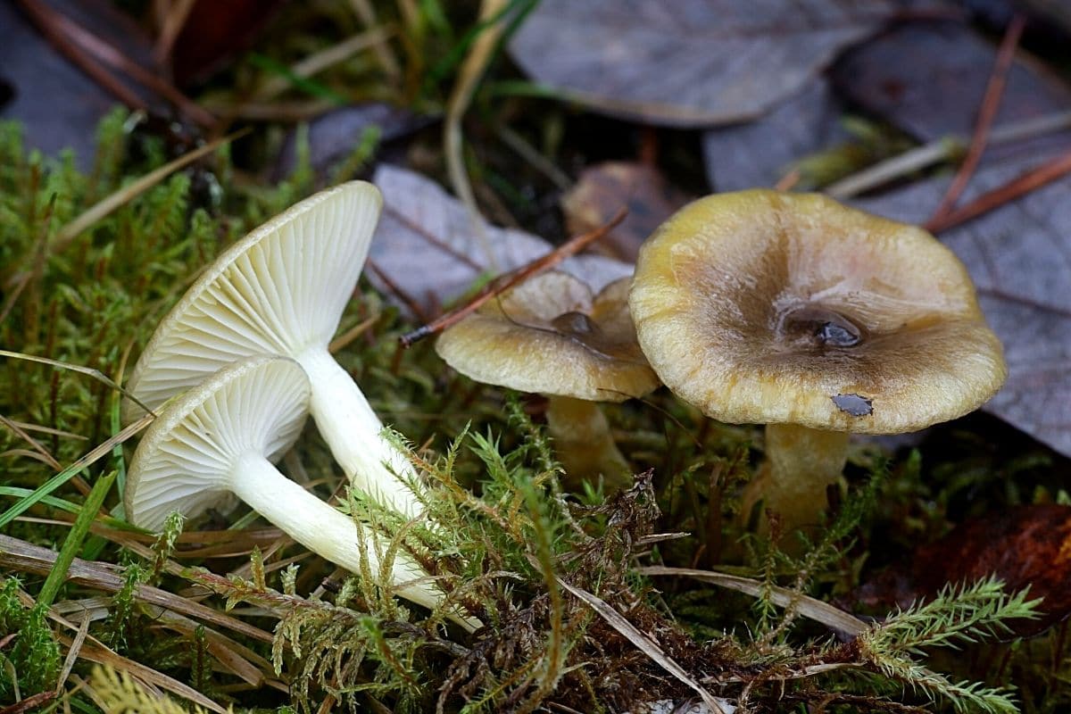 brauner Pilz, Frost Schneckling (Hygrophorus hypothejus)