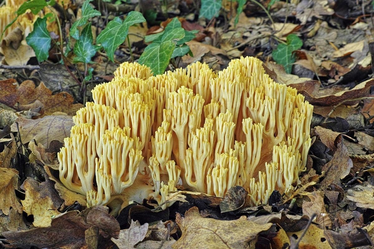 Gelbe Koralle, Ramaria aurea