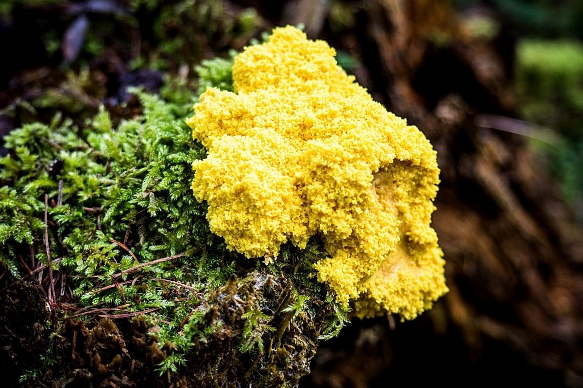 Gelbe Lohblüte (Fuligo septica), gelbe Pilz