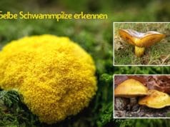 Gelbe Pilze mit Schwamm erkennen