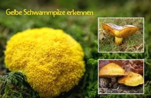 Gelbe Pilze mit Schwamm erkennen