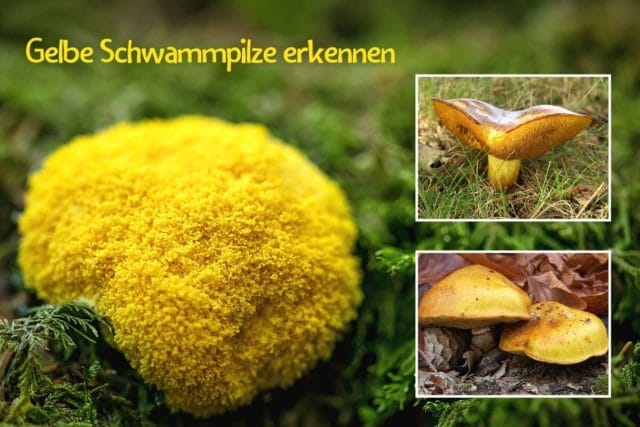 Gelbe Pilze mit Schwamm erkennen