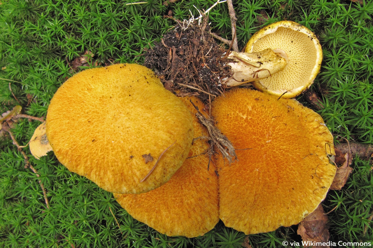 Gelber Hohlfußröhrling (Suillus cavipes var. aereus), gelber Pilz