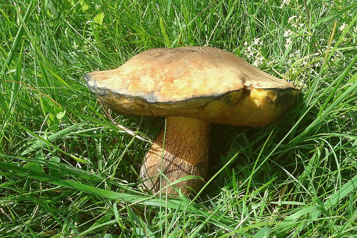 Gelbfleckiger Steinpilz (Boletus fulvomaculatus), gelbe Pilze