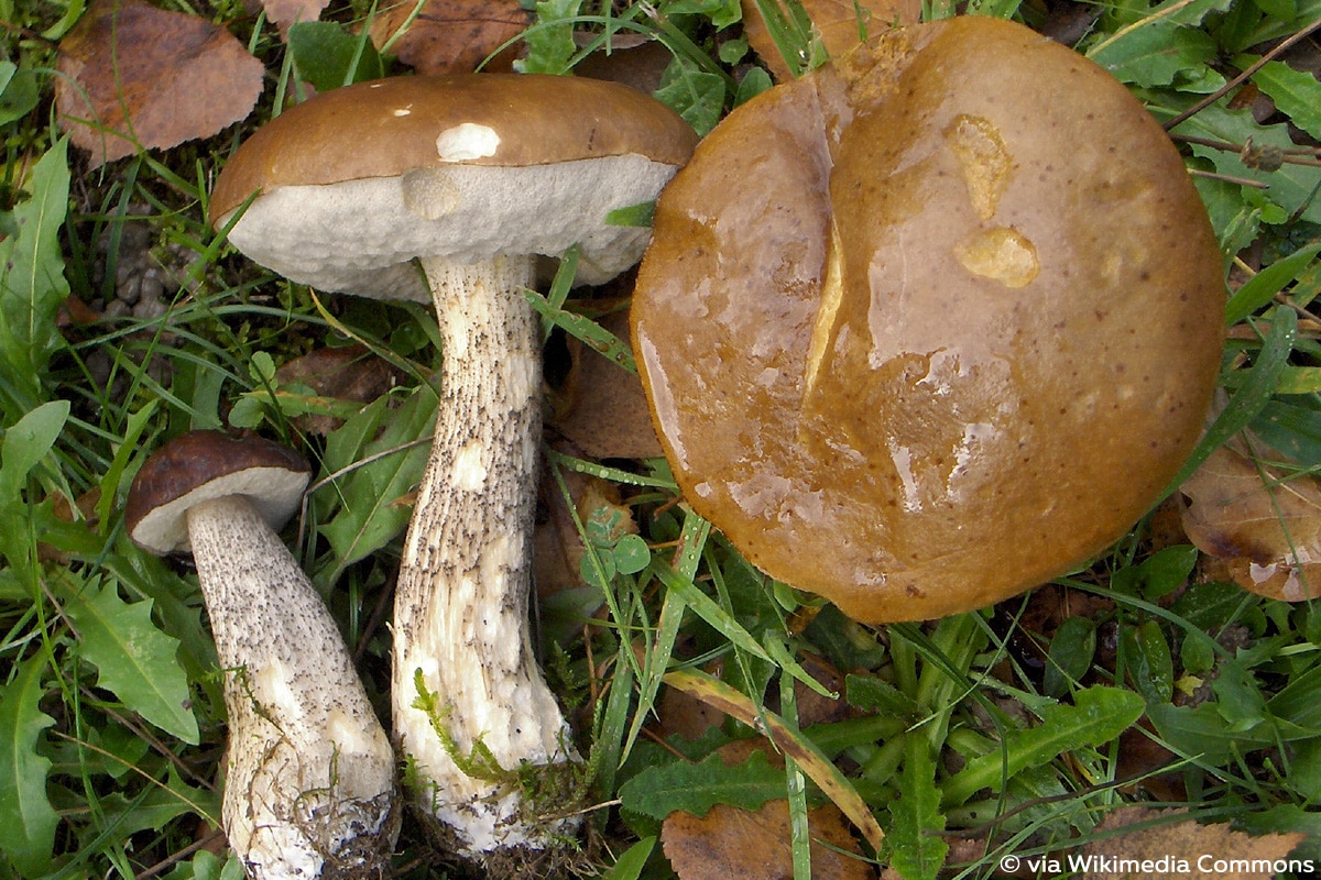 Gemeiner Birkenpilz (Leccinum scabrum), Röhrenpilz