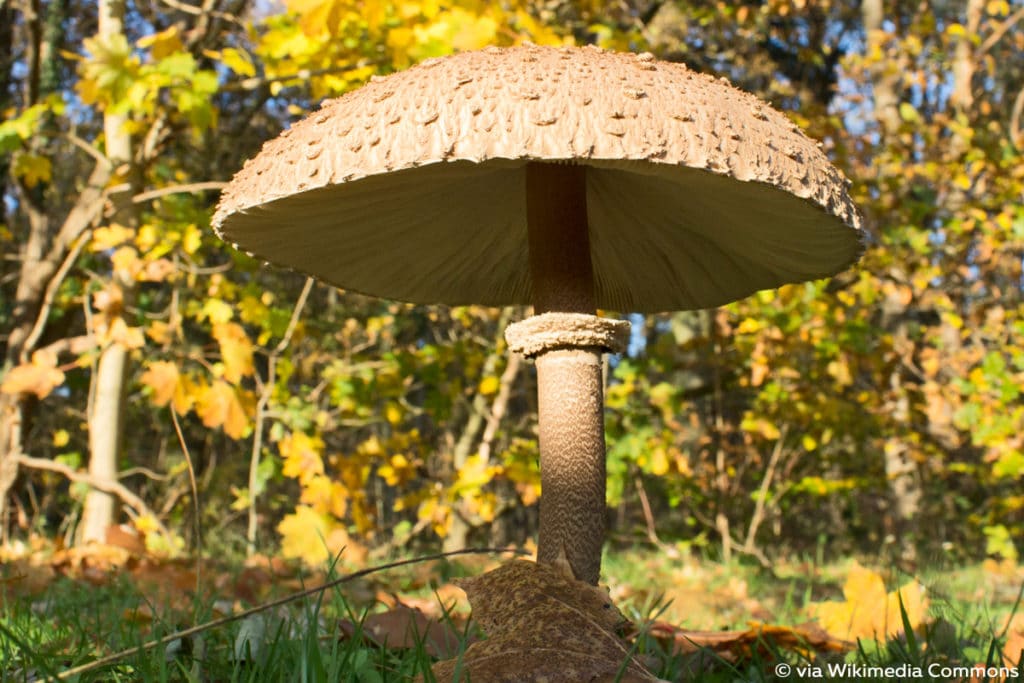 Gemeiner Riesenschirmling/Parasolpilz (Macrolepiota procera)