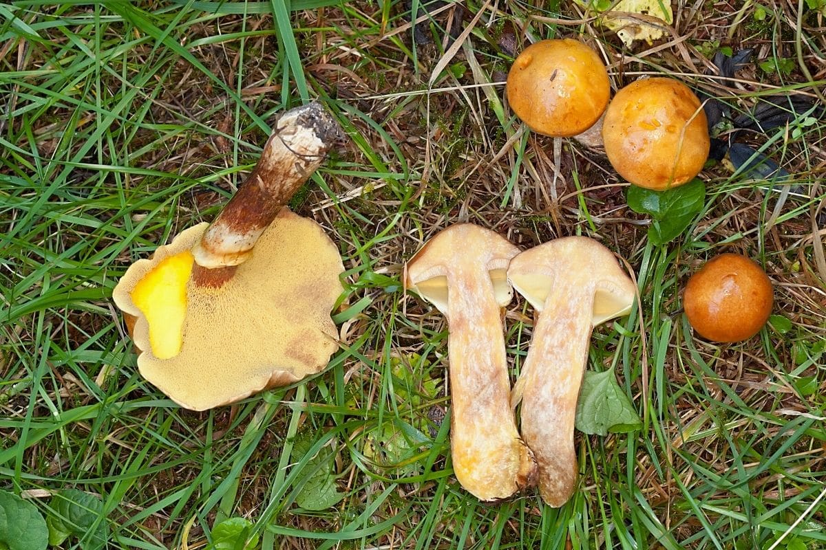 Goldröhrling (Suillus grevillei), gelber Pilz