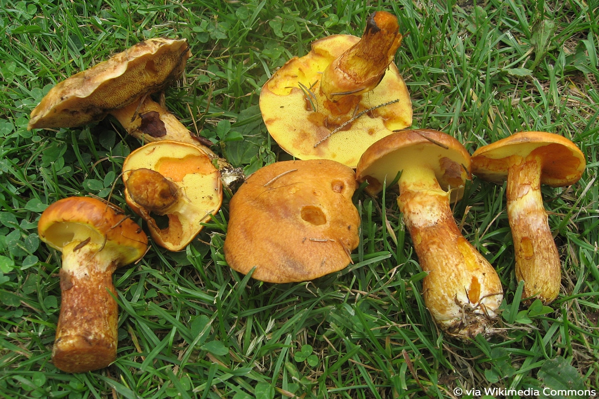 Goldröhrling (Suillus grevillei), Röhrenpilz