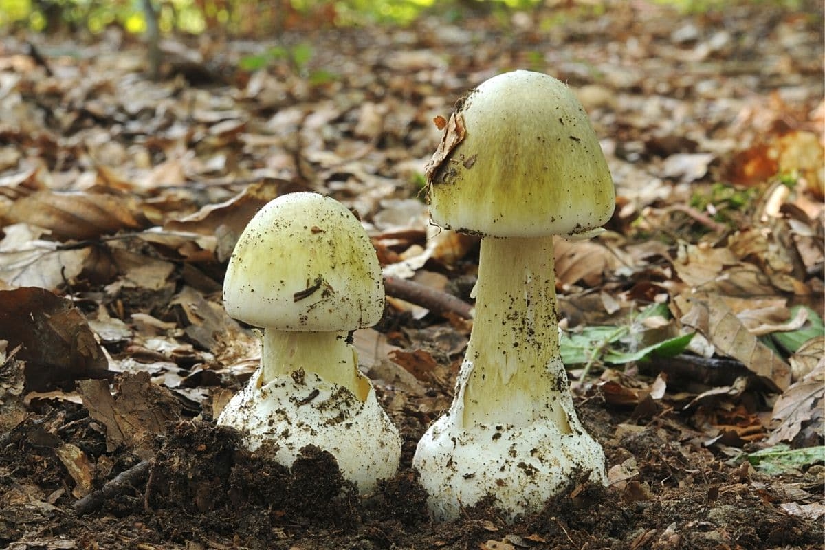 Grüner Knollenblätterpilz, Giftgrünling (Amanita phalloides), Pilzarten