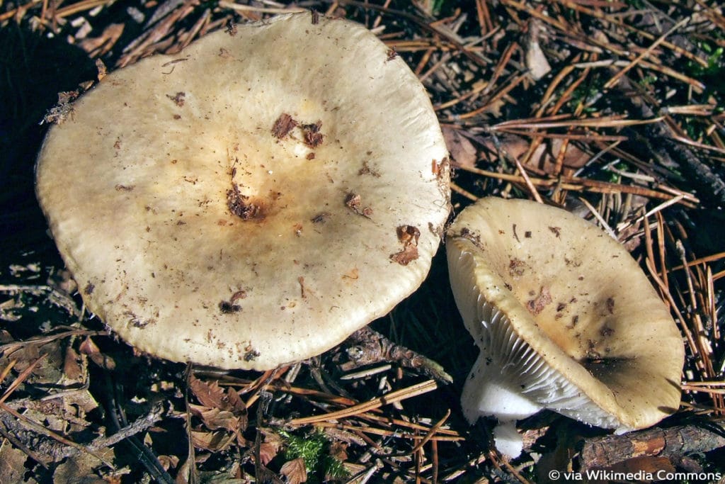 Grüner Speise-Täubling (Russula heterophylla), Lamellenpilz