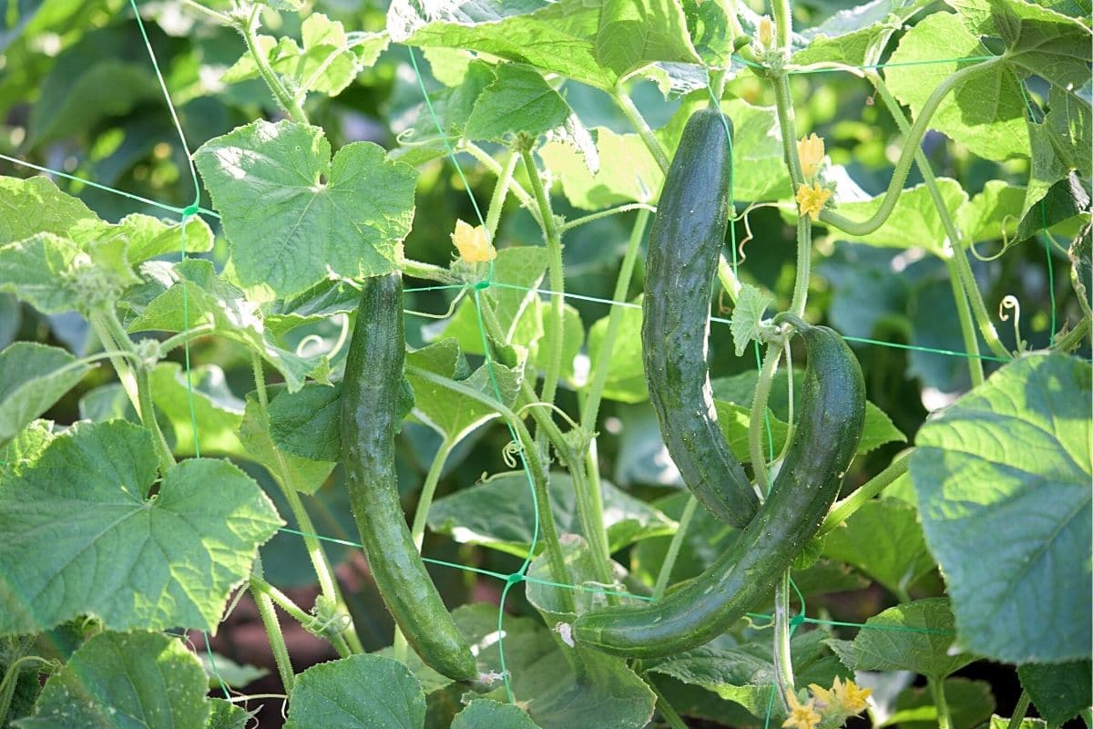 Gurke (Cucumis sativus), Nachbar