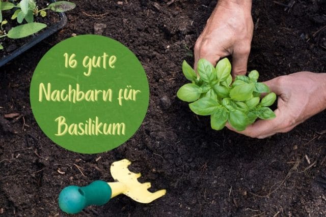 Gute Nachbarn Basilikum