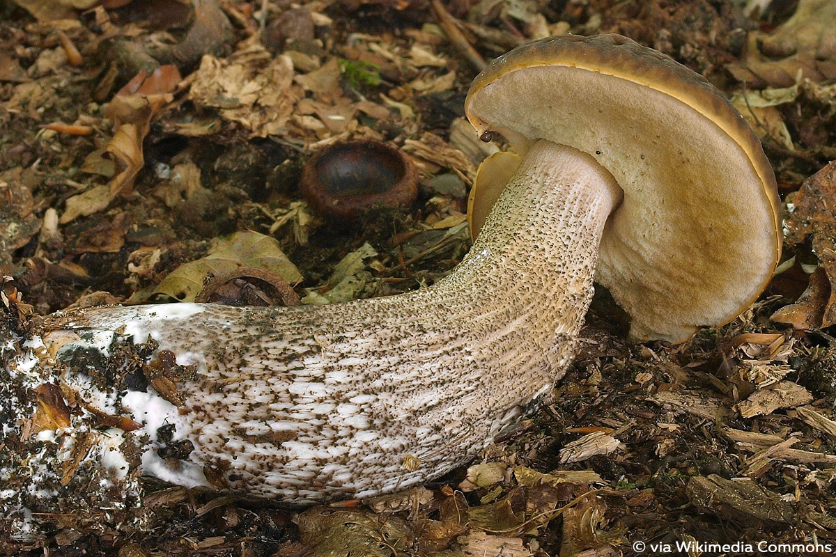 Hainbuchen-Röhrling, Leccinellum carpini