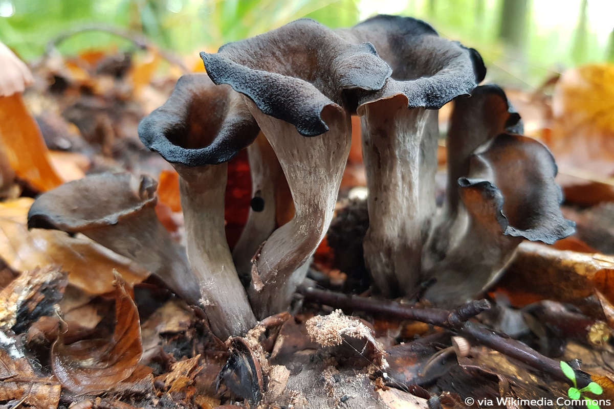 Herbsttrompete, Totentrompete (Craterellus cornucopioides), Pilzarten