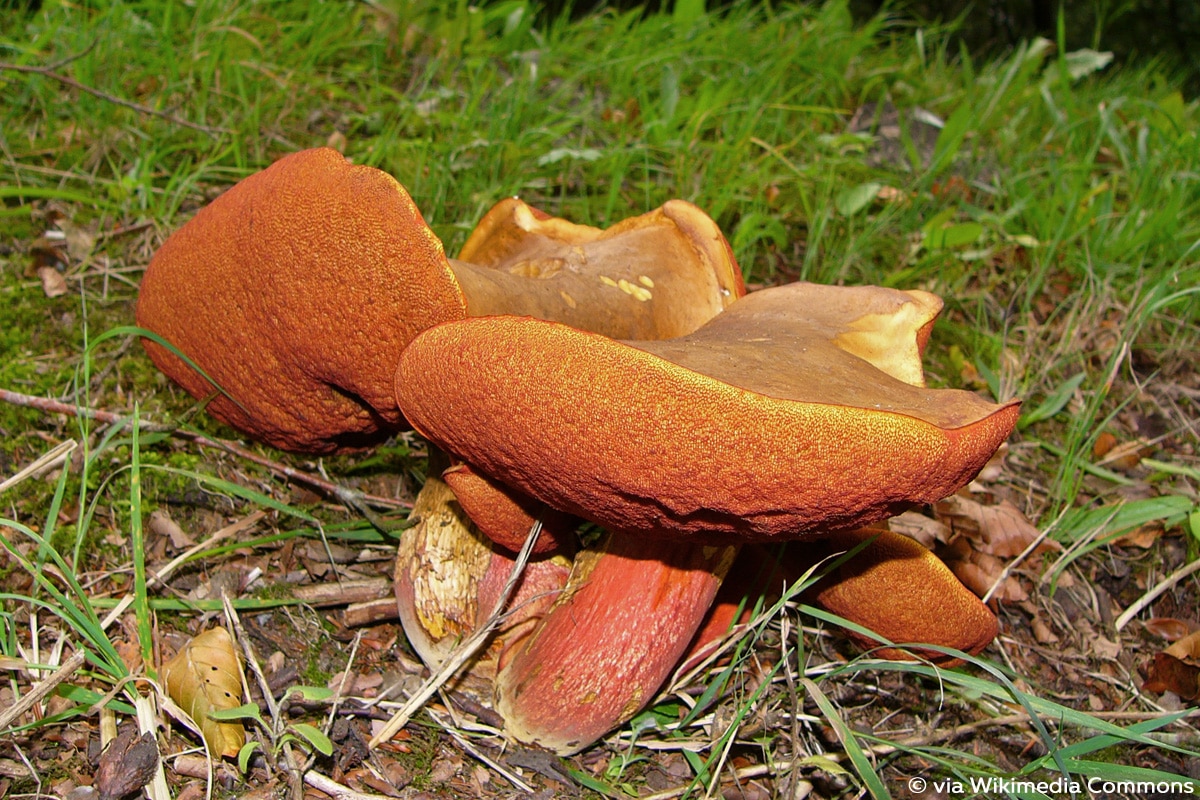 Hexenröhrling (Neoboletus luridiformis/Suillellus queletii), Röhrenpilz