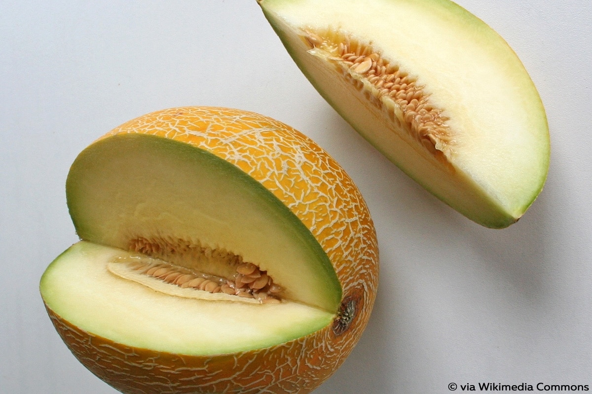 Melone Galia