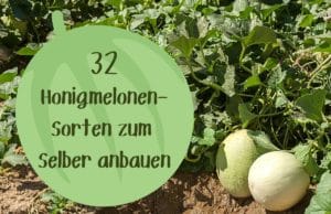 Honigmelonensorten