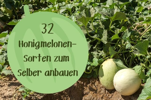 Honigmelonensorten