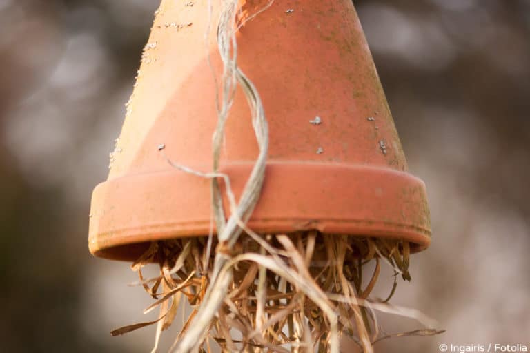 Ameisenhaufen im Garten oder Rasen was tun? Gartendialog.de