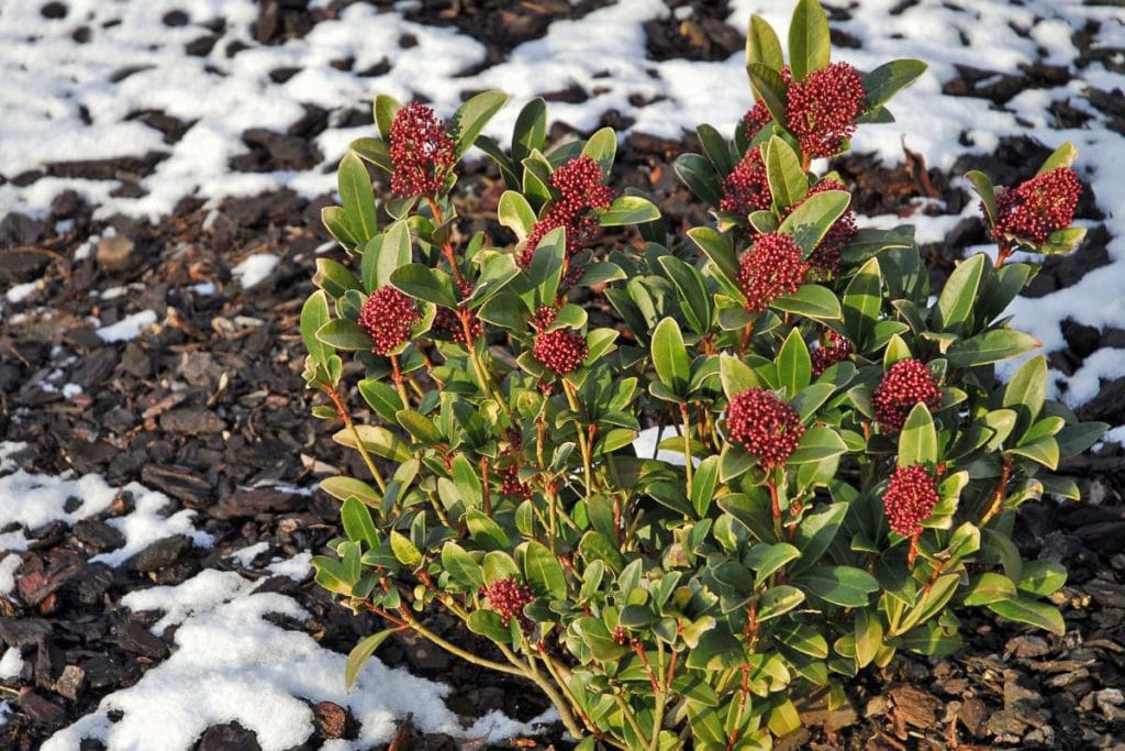 Japanische Blütenskimmie (Skimmia japonica), Winterpflanze
