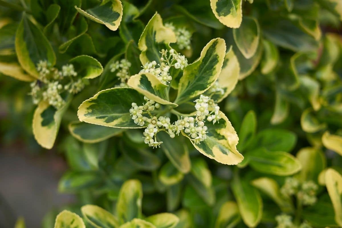 Japanischer Spindelstrauch (Euonymus japonicus)