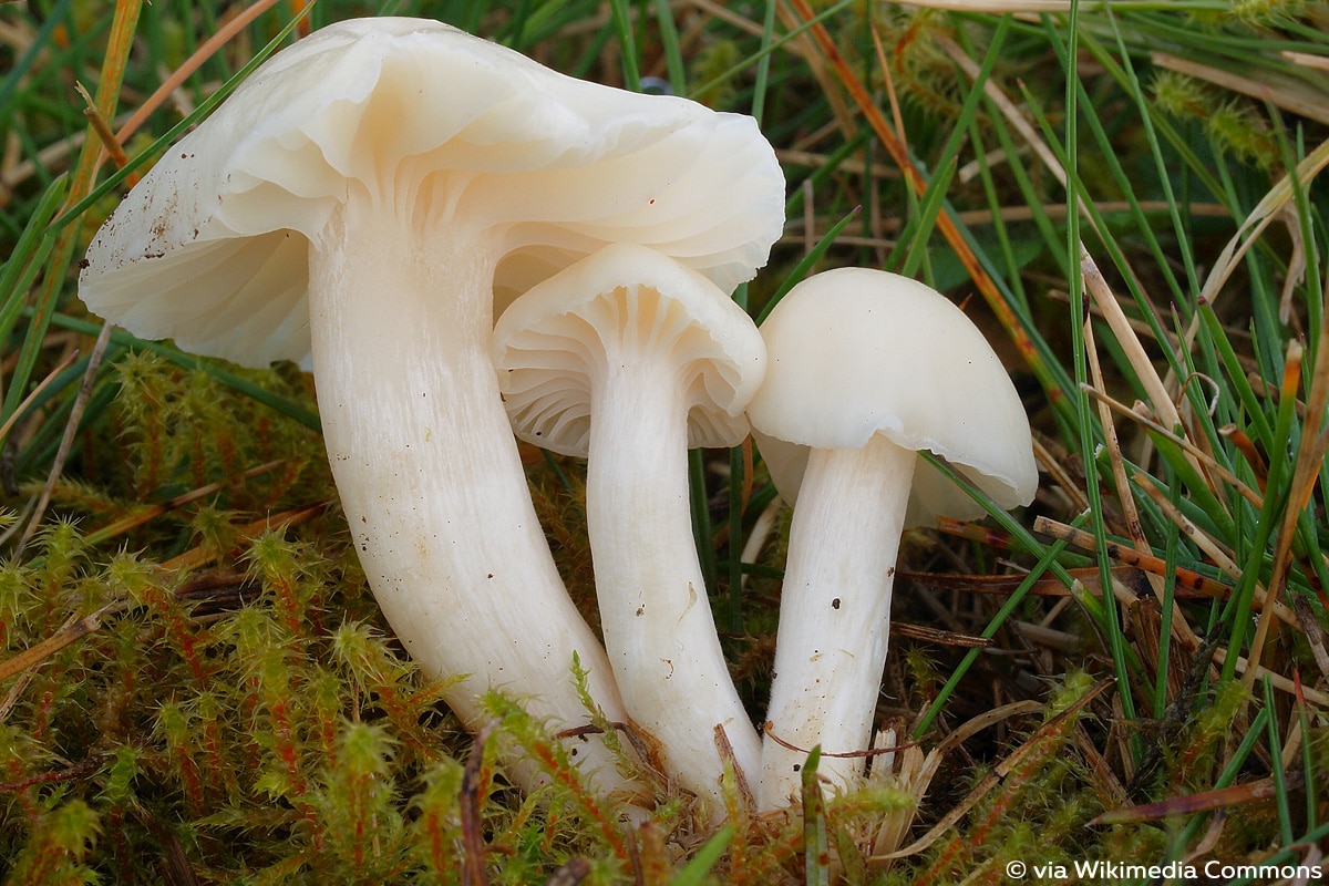 Weisser Pilz So Bestimmen Sie Ihn Gartendialog De