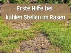 Unebener Rasen: so können Sie ihn begradigen - Gartendialog.de