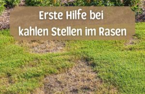 kahle Stellen im Rasen