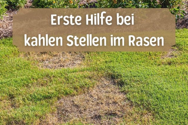 kahle Stellen im Rasen