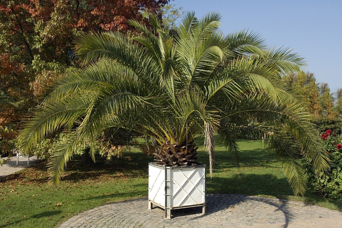 Kanarischen Dattelpalme (Phoenix canariensis