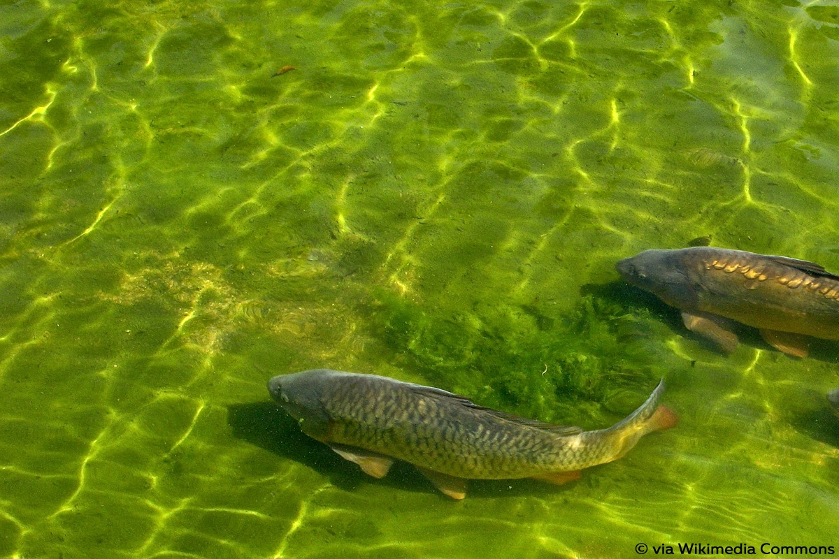 Cyprinus carpio