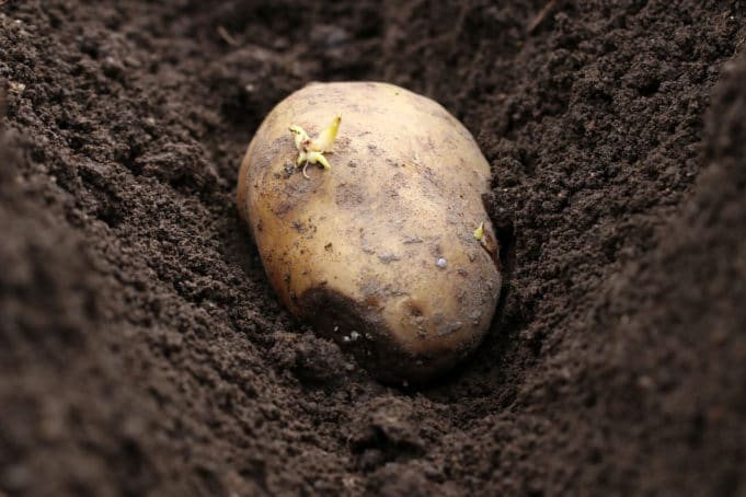 Dürfen Hunde eigentlich Kartoffeln essen? Gartendialog.de