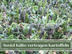 Kartoffeln Frost
